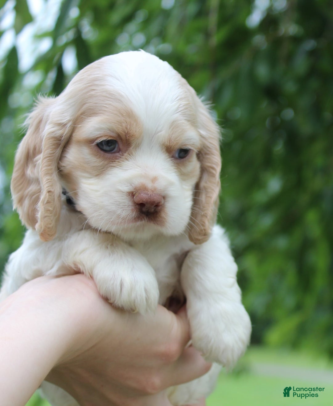 Cocker Spaniel dogs for sale: Rose - Image 1