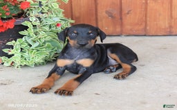 Doberman Pinscher dogs for sale: Destiny - Image 6