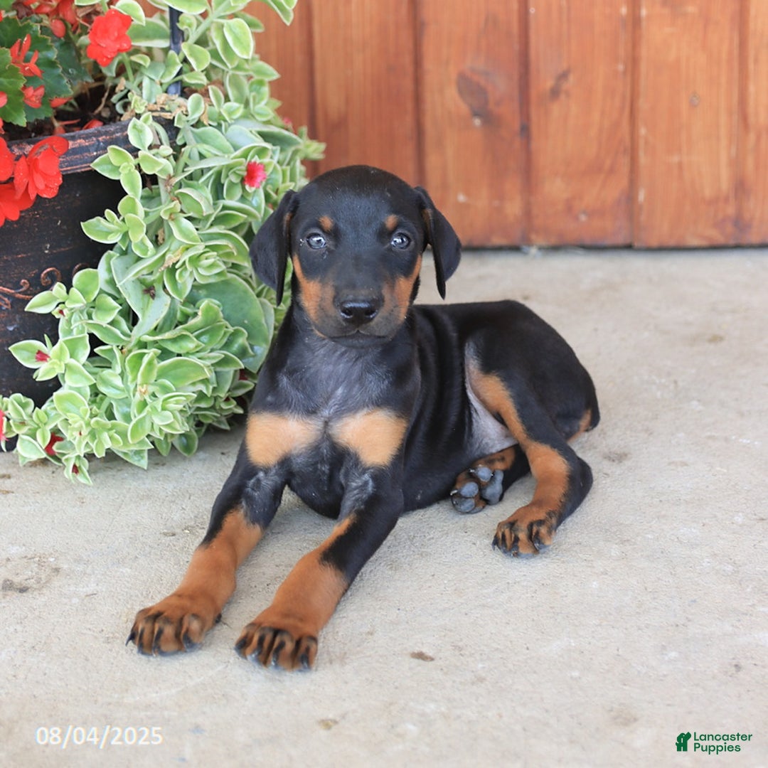 Doberman Pinscher dogs for sale: Destiny - Image 6