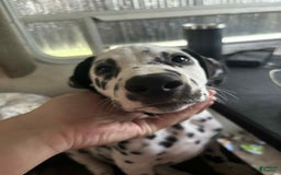 Dalmatian dogs for sale: Lightening - Image 2