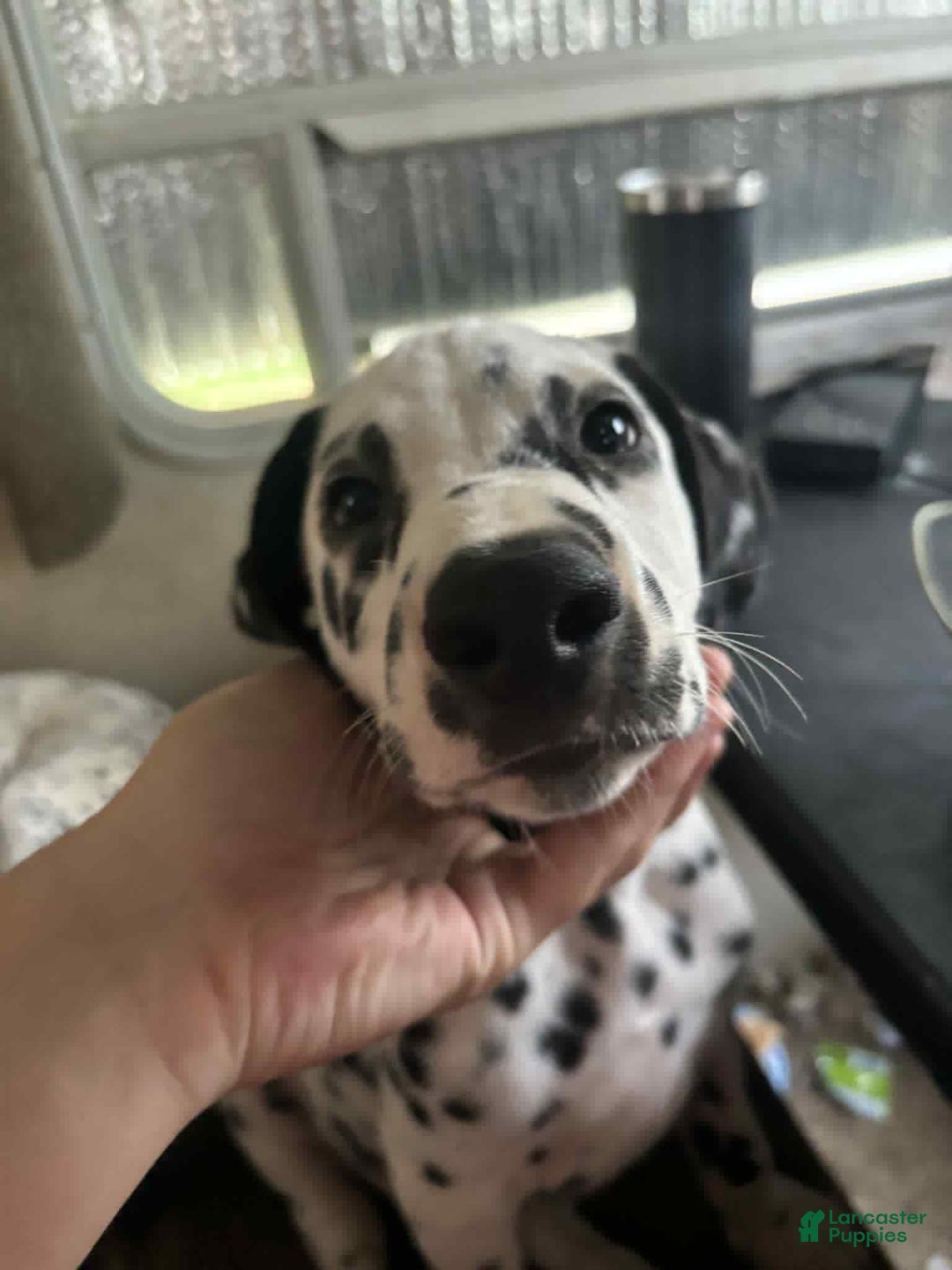 Dalmatian dogs for sale: Lightening - Image 2