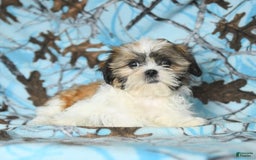 Shih Tzu dogs for sale: Izzy - Image 2