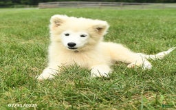 Samoyed dogs for sale: Daisy - Image 5