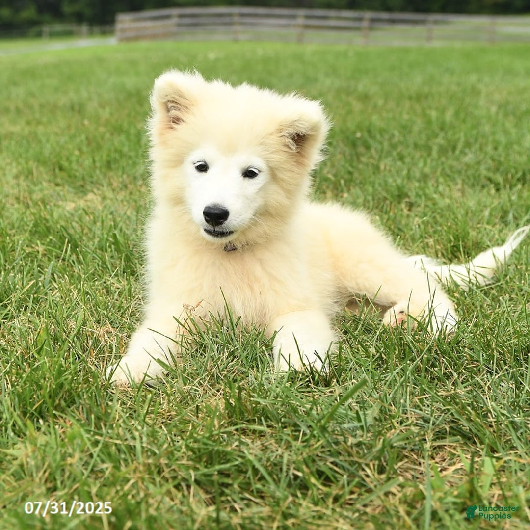 Samoyed dogs for sale: Daisy - Image 5
