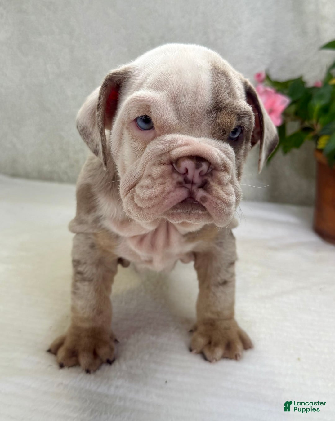 English Bulldog dogs for sale: Eric - Image 3