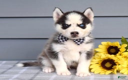 Siberian Husky dogs for sale: Chance - Image 4