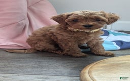 Cockapoo dogs for sale: Bailey - Image 12