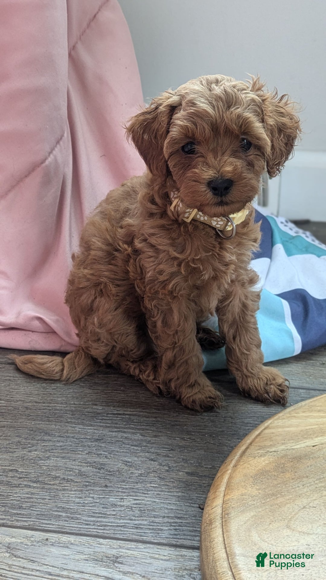 Cockapoo dogs for sale: Bailey - Image 12