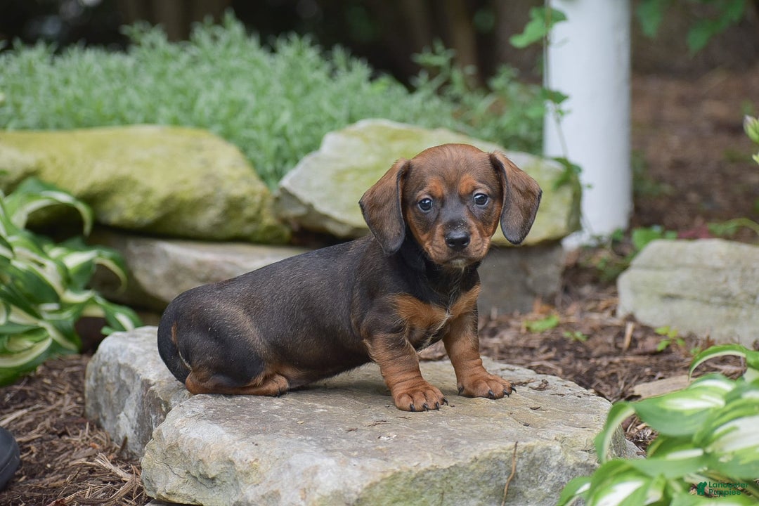 Dachshund dogs for sale: Weston - Image 8
