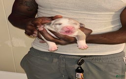 American Bully dogs for sale: Hot Head / Deja Vu - Image 10