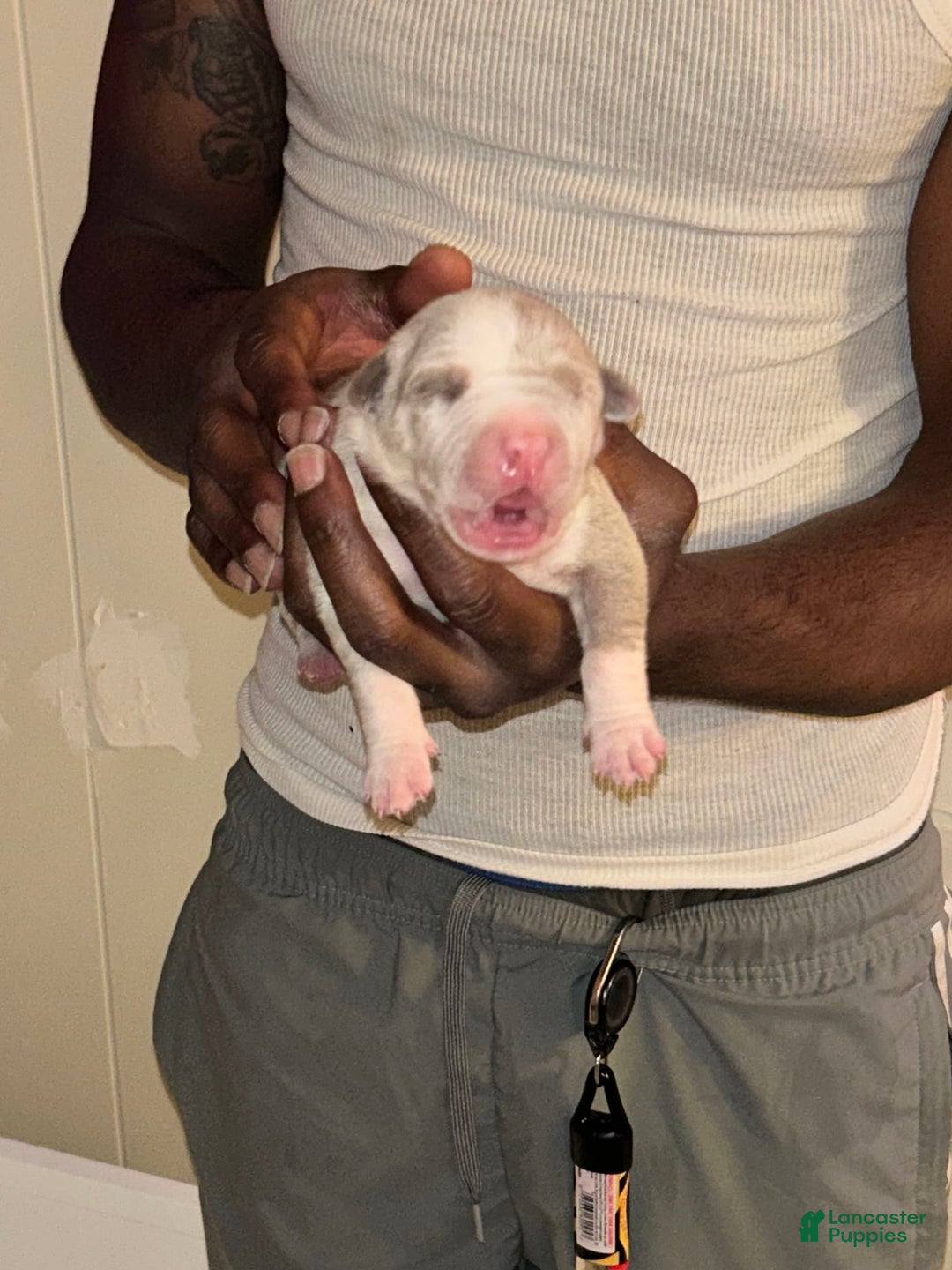 American Bully dogs for sale: Hot Head / Deja Vu - Image 10