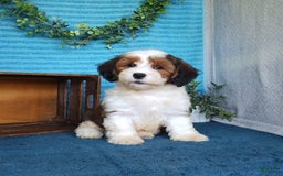 Havanese dogs for sale: Dusty - Image 6