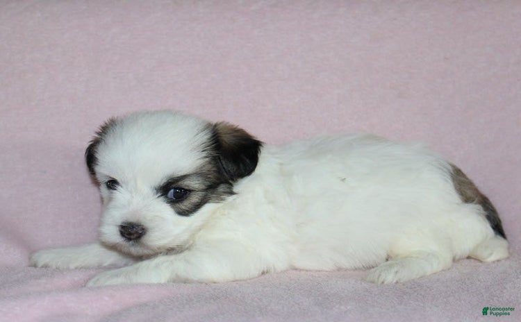 Teddy Bear dogs for sale - Ad 5