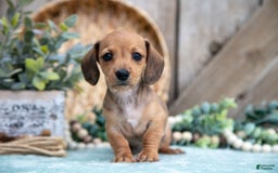 Miniature Dachshund dogs for sale: Bailey - Image 3