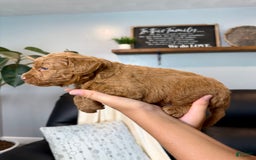 Mini Goldendoodle dogs for sale: Liam - Image 3