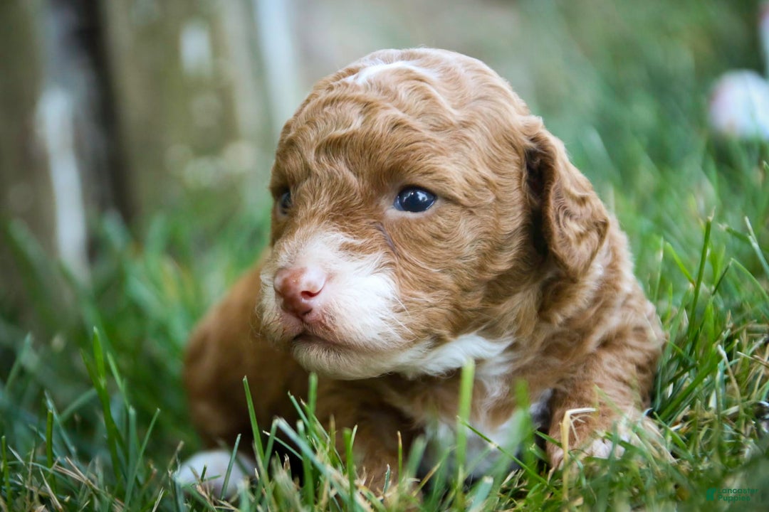 Miniature Poodle dogs for sale: Miniature Poodle 4 puppies - Image 18