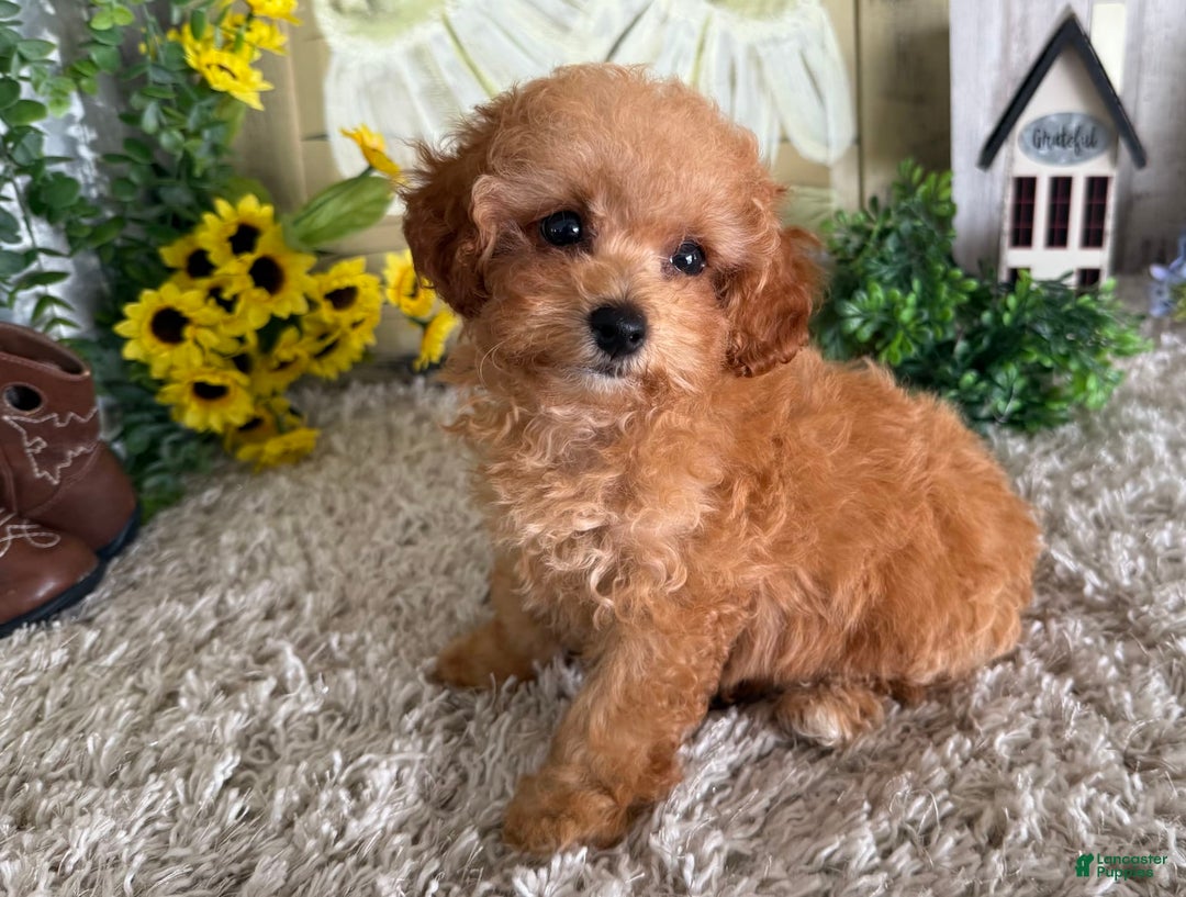 Toy Poodle dogs for sale: Israel - Image 1
