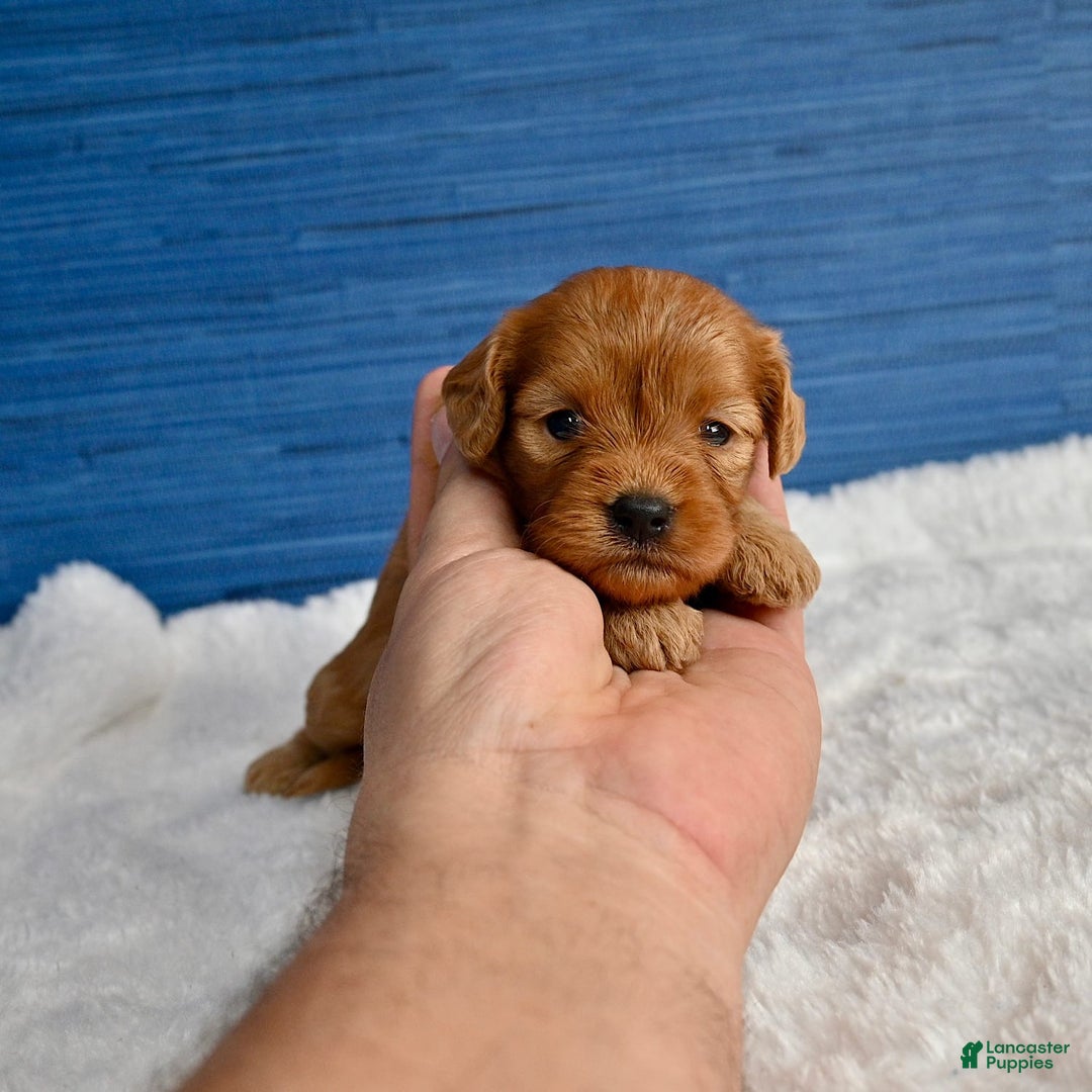 Cavapoo dogs for sale: Viviana - Image 2
