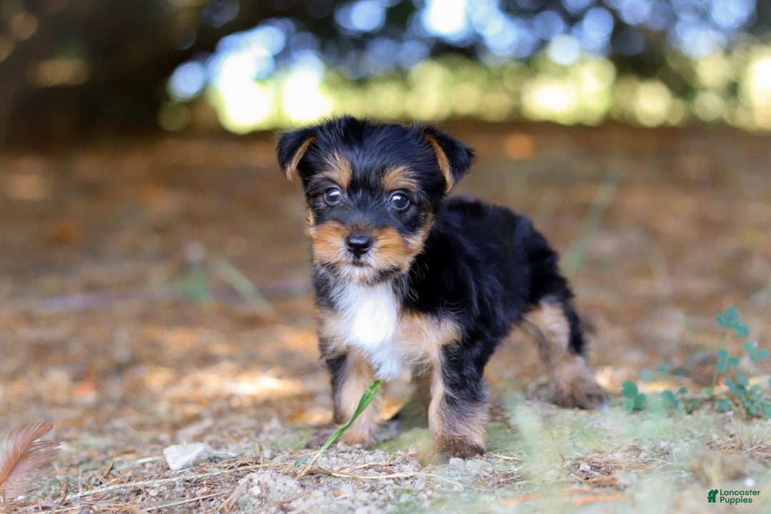 Yorkshire Terrier dogs for sale: Cooper - Image 6