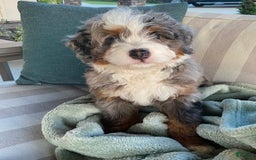 Mini Bernedoodle dogs for sale: Mini Bernedoodle 5 puppies - Image 7