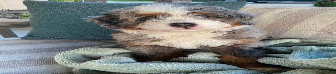 Milo