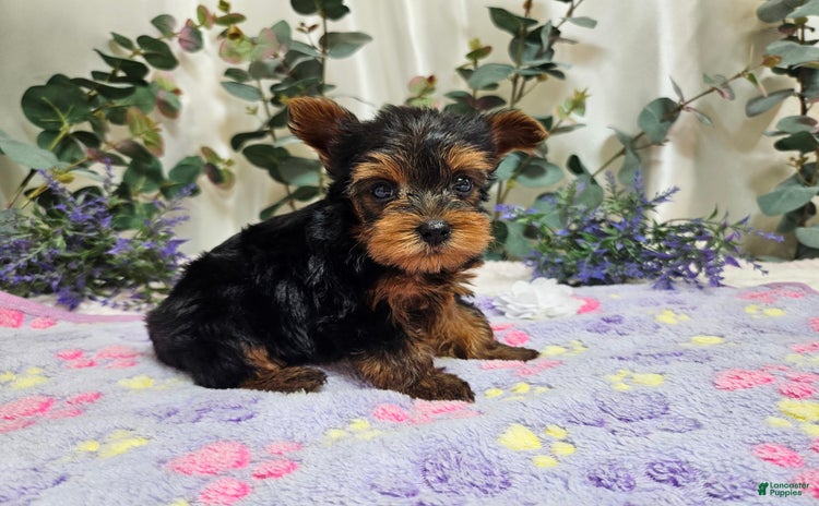 Yorkshire Terrier dogs for sale - Ad 4