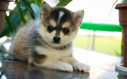 Pomsky dogs for sale: Fira - Image 7