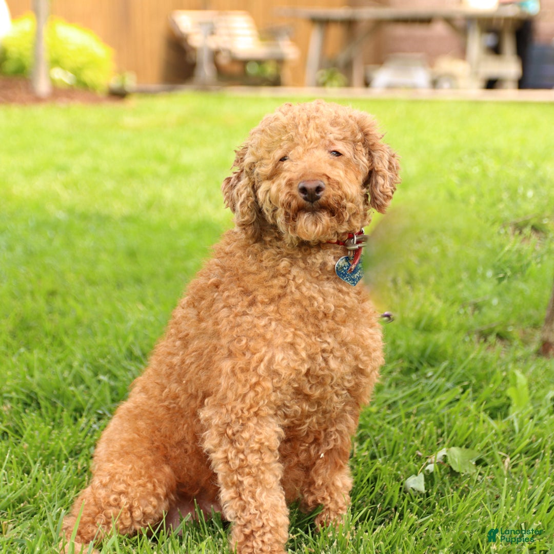 Cavapoo dogs for sale: Sally - Image 6