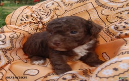 Toy Poodle dogs for sale: Toy Poodle 5 puppies - Image 19