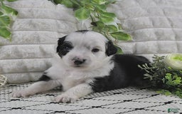 Miniature Australian Shepherd dogs for sale: Axel Toy - Image 2