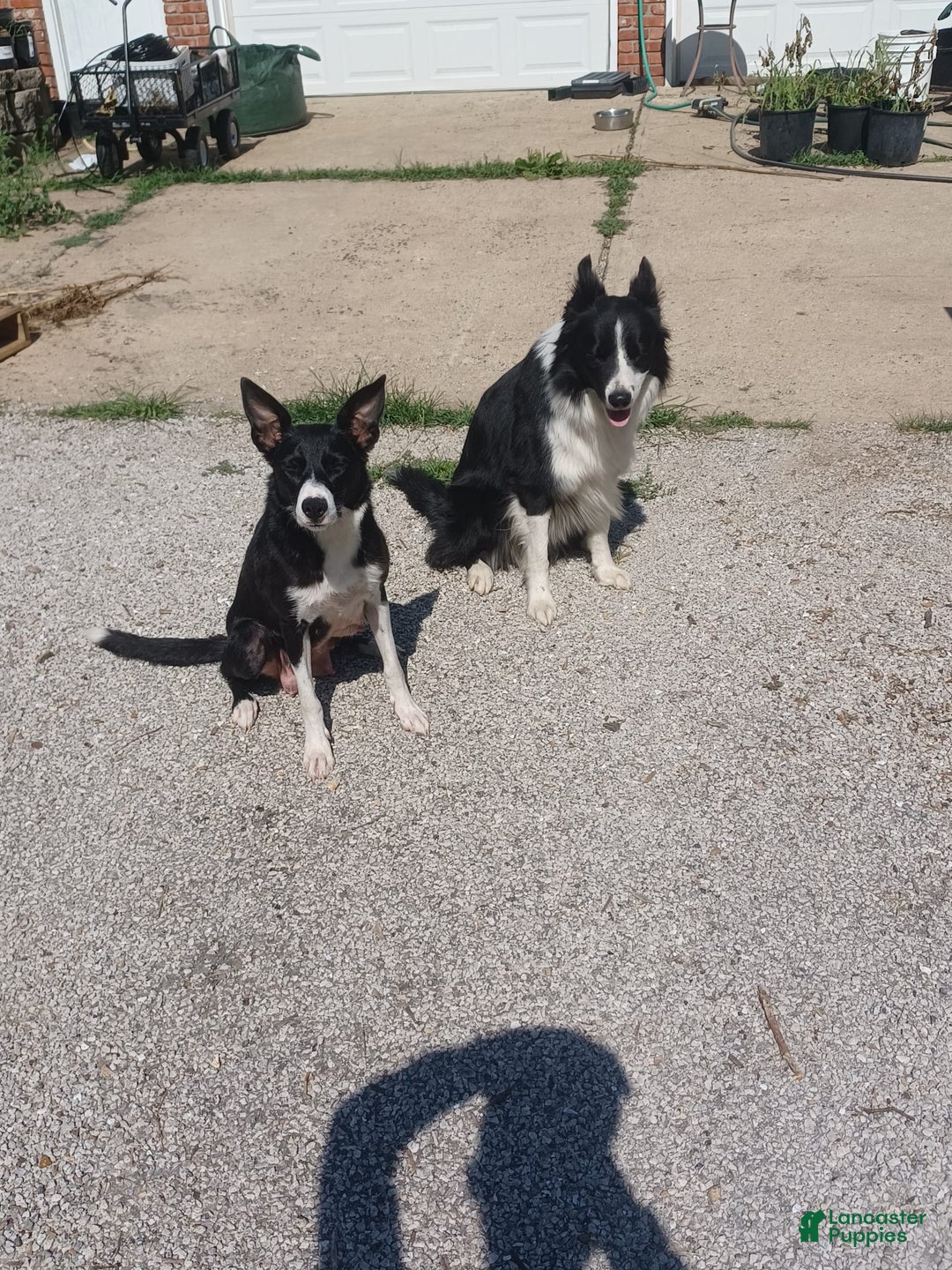 Border Collie dogs for sale: No Stripe - Image 4