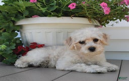 Schnoodle dogs for sale: Stacy - Image 13