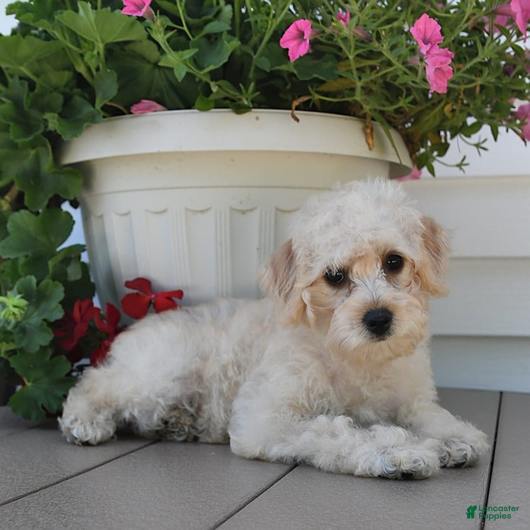 Schnoodle dogs for sale: Stacy - Image 13