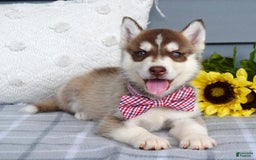 Siberian Husky dogs for sale: Cooper - Image 10