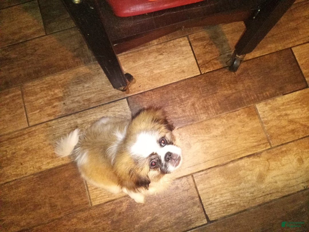 Pekingese dogs for sale: Charlie - Image 11