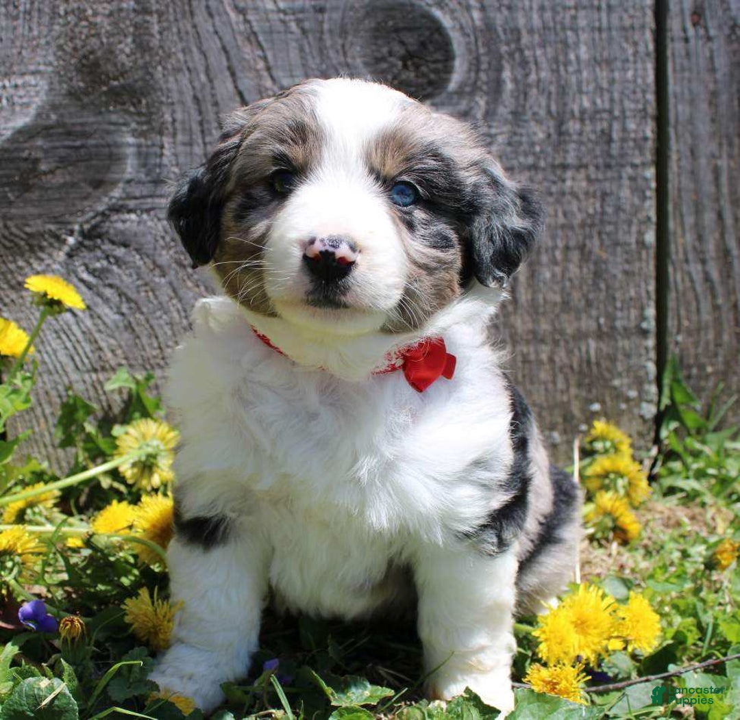 Miniature Australian Shepherd dogs for sale: Marshall - Image 4