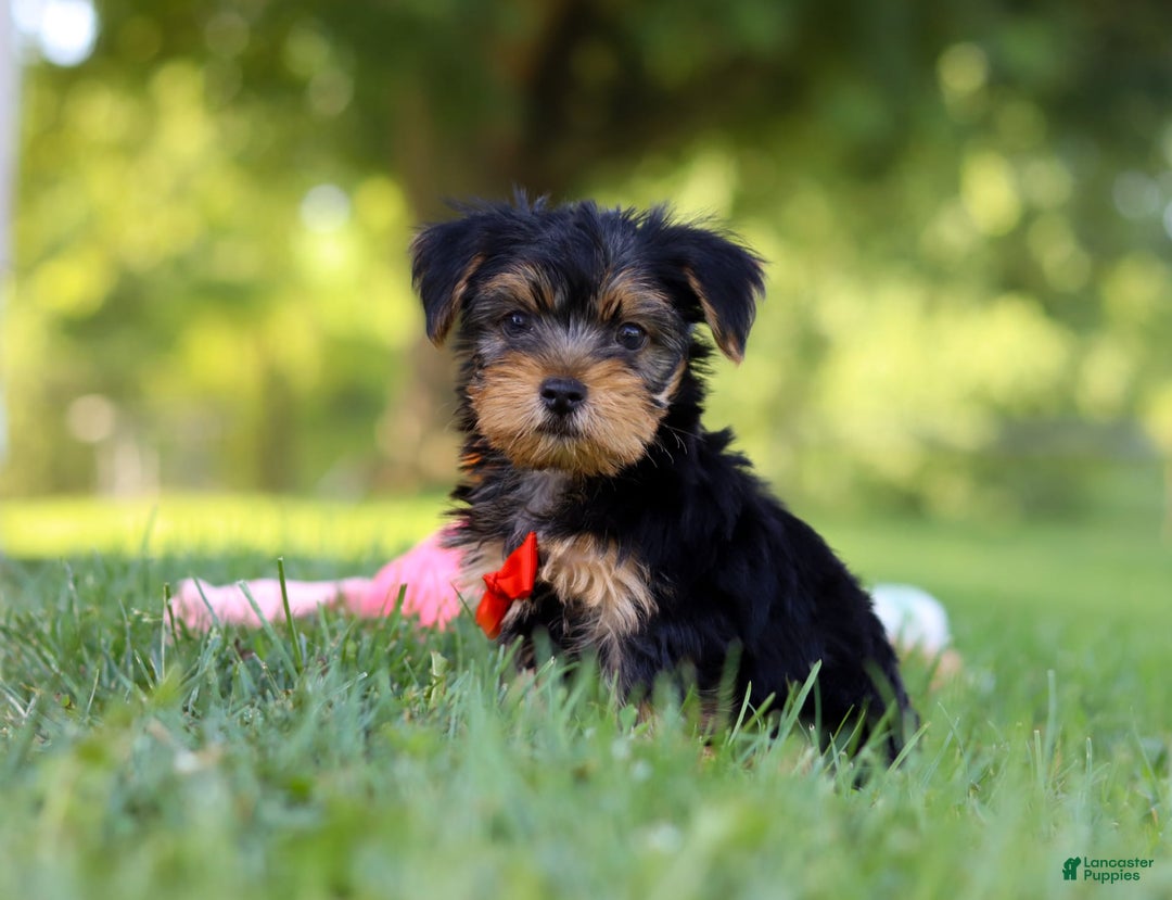 Morkie dogs for sale: Charlie - Image 1