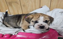 Puggle dogs for sale: Tammy - Image 3