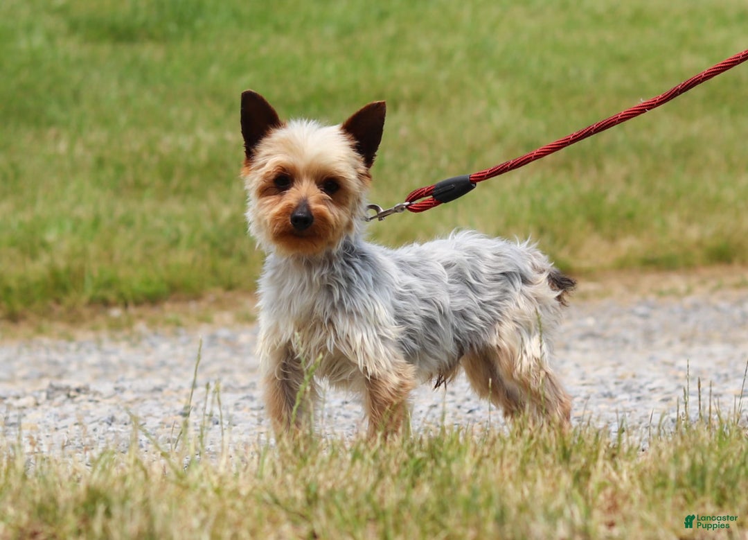 Yorkiepoo dogs for sale: Moses - Image 22