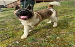 Akita dogs for sale: Nala - Image 2