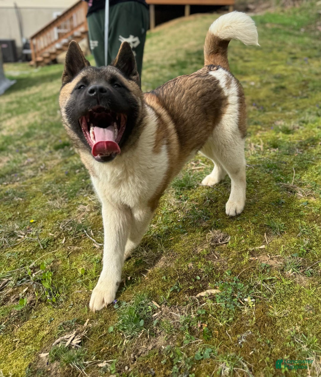 Akita dogs for sale: Nala - Image 2