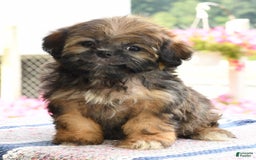 Teddy Bear dogs for sale: Sandy - Image 7