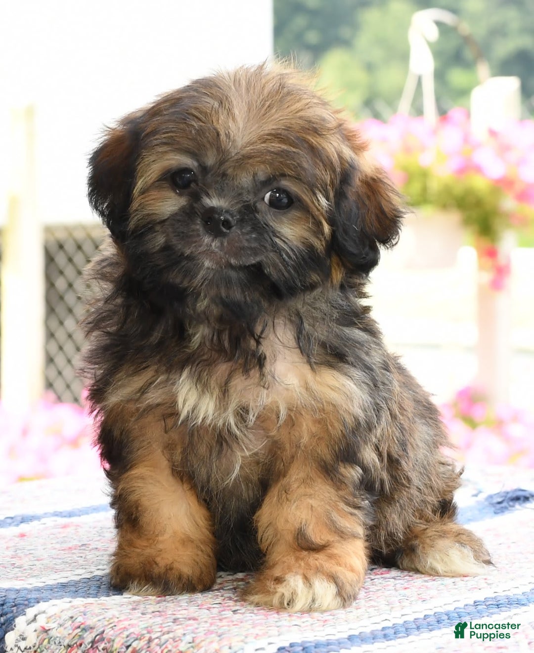 Teddy Bear dogs for sale: Sandy - Image 7