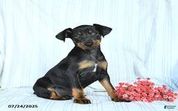 Miniature Pinscher dogs for sale: Blake - Image 2