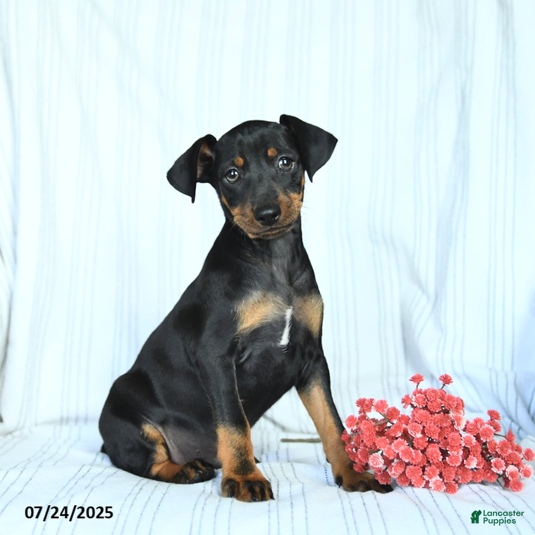 Miniature Pinscher dogs for sale: Blake - Image 2