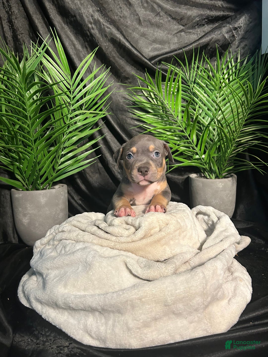 American Bully dogs for sale: Boots - Image 5