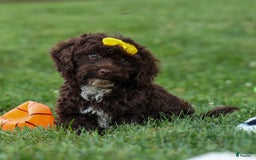 Cockapoo dogs for sale: Bess - Image 21