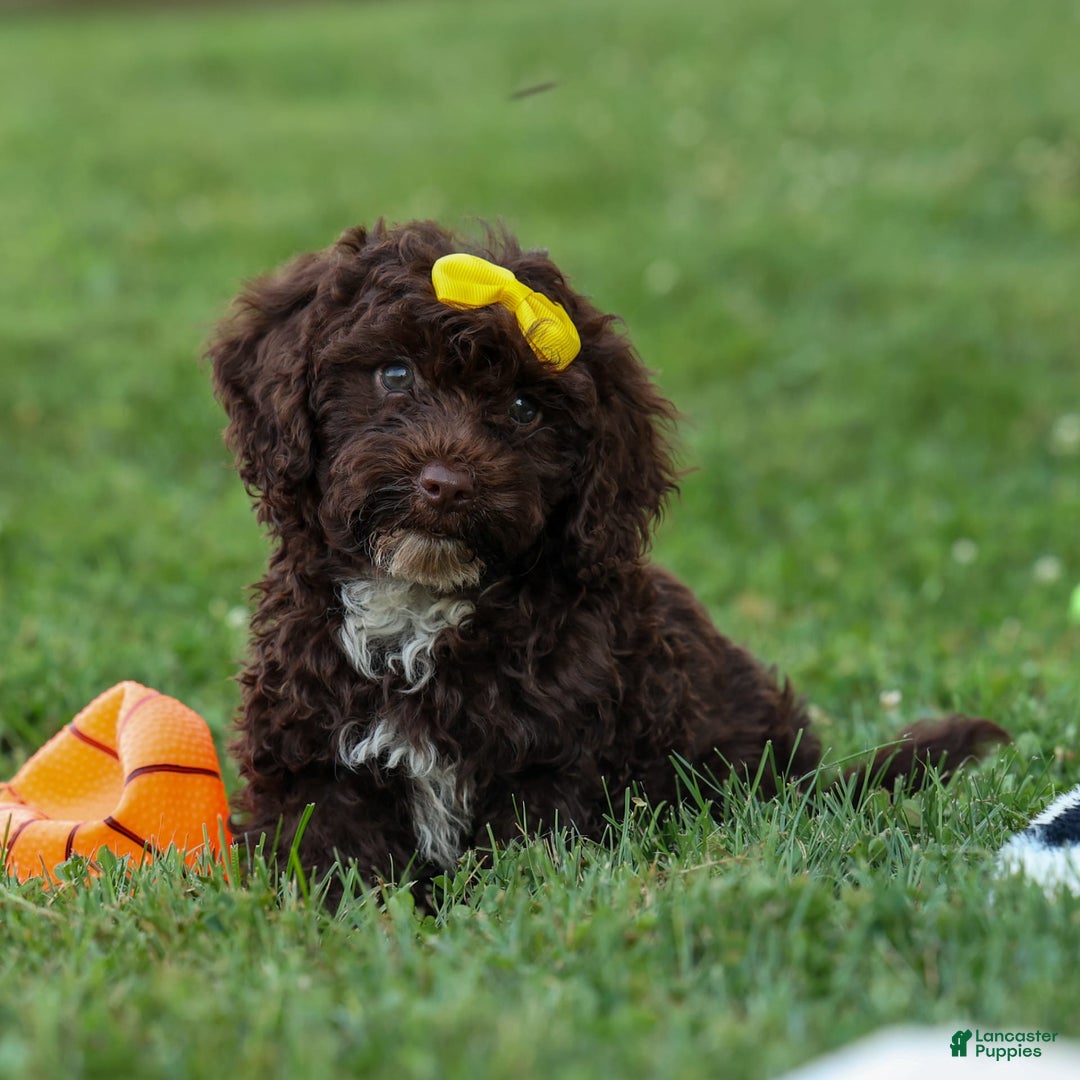 Cockapoo dogs for sale: Bess - Image 21