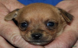 Chihuahua dogs for sale: Piper - Image 5