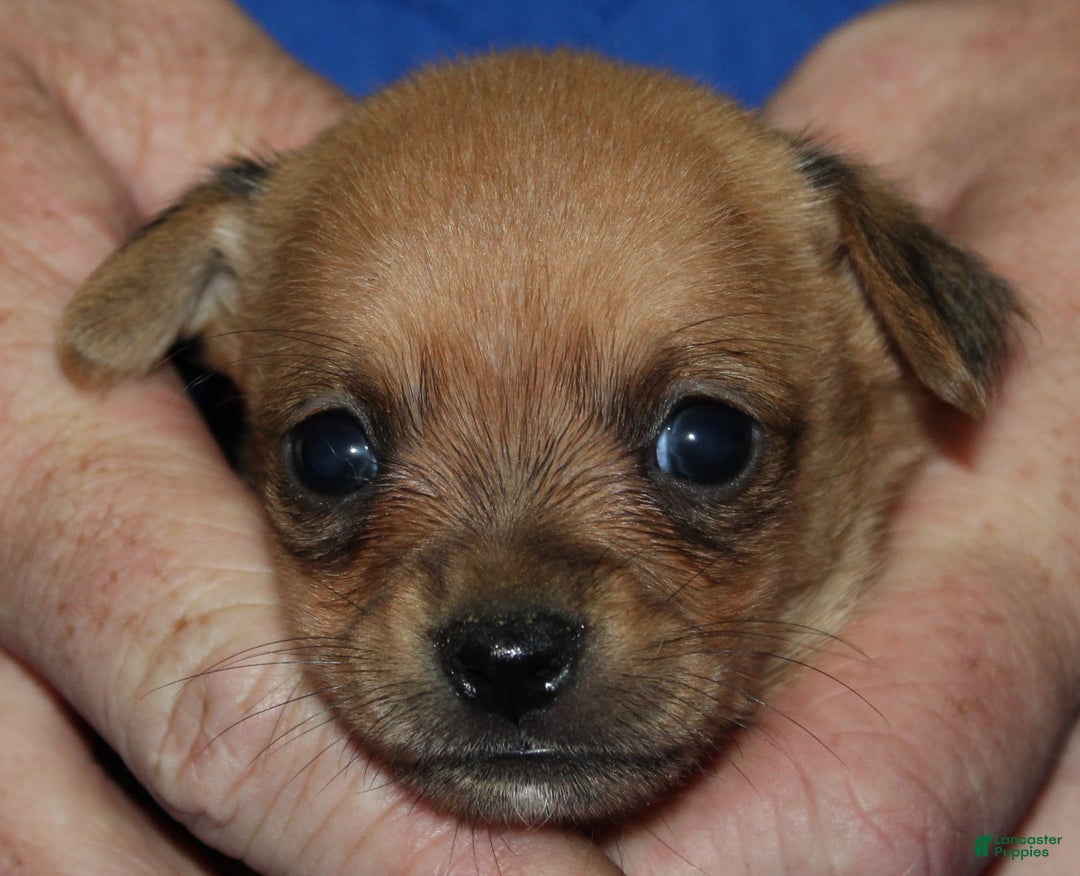 Chihuahua dogs for sale: Piper - Image 5